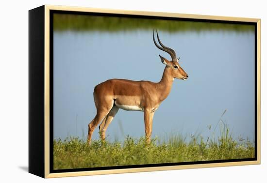 Male impala (Aepyceros melampus melampus), Chobe River, Chobe National Park, Botswana, Africa-David Wall-Framed Premier Image Canvas