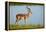 Male impala (Aepyceros melampus melampus), Chobe River, Chobe National Park, Botswana, Africa-David Wall-Framed Premier Image Canvas