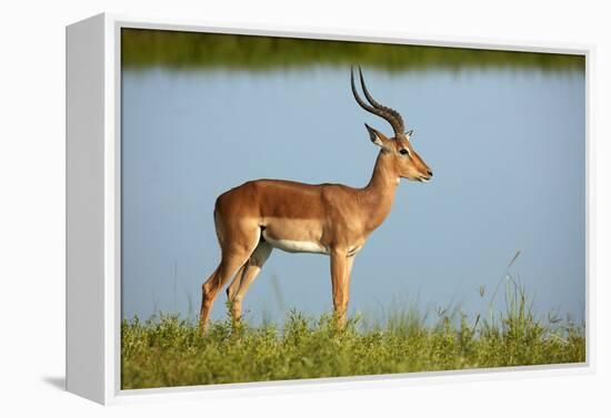 Male impala (Aepyceros melampus melampus), Chobe River, Chobe National Park, Botswana, Africa-David Wall-Framed Premier Image Canvas