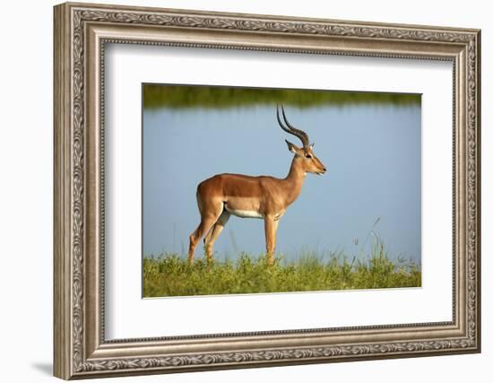 Male impala (Aepyceros melampus melampus), Chobe River, Chobe National Park, Botswana, Africa-David Wall-Framed Photographic Print
