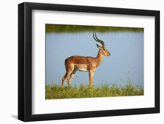 Male impala (Aepyceros melampus melampus), Chobe River, Chobe National Park, Botswana, Africa-David Wall-Framed Photographic Print