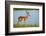 Male impala (Aepyceros melampus melampus), Chobe River, Chobe National Park, Botswana, Africa-David Wall-Framed Photographic Print