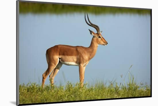 Male impala (Aepyceros melampus melampus), Chobe River, Chobe National Park, Botswana, Africa-David Wall-Mounted Photographic Print