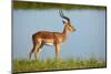 Male impala (Aepyceros melampus melampus), Chobe River, Chobe National Park, Botswana, Africa-David Wall-Mounted Photographic Print