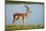 Male impala (Aepyceros melampus melampus), Chobe River, Chobe National Park, Botswana, Africa-David Wall-Mounted Photographic Print