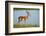 Male impala (Aepyceros melampus melampus), Chobe River, Chobe National Park, Botswana, Africa-David Wall-Framed Photographic Print