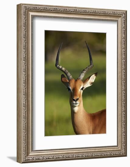 Male impala (Aepyceros melampus melampus), Moremi Game Reserve, Botswana, Africa-David Wall-Framed Photographic Print