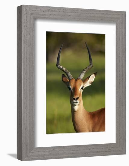 Male impala (Aepyceros melampus melampus), Moremi Game Reserve, Botswana, Africa-David Wall-Framed Photographic Print