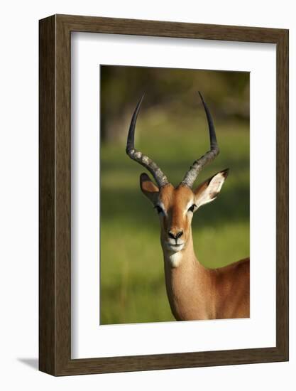 Male impala (Aepyceros melampus melampus), Moremi Game Reserve, Botswana, Africa-David Wall-Framed Photographic Print