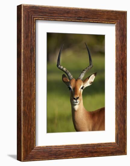 Male impala (Aepyceros melampus melampus), Moremi Game Reserve, Botswana, Africa-David Wall-Framed Photographic Print