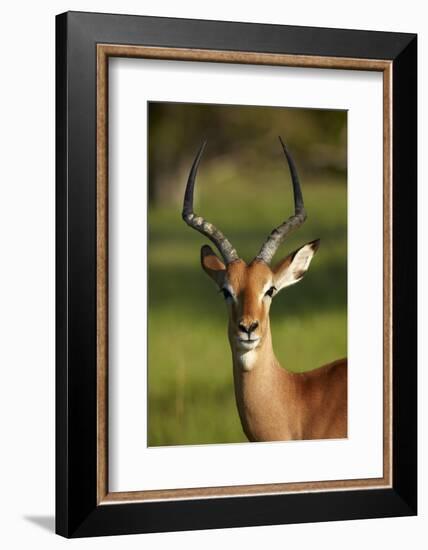 Male impala (Aepyceros melampus melampus), Moremi Game Reserve, Botswana, Africa-David Wall-Framed Photographic Print