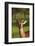 Male impala (Aepyceros melampus melampus), Moremi Game Reserve, Botswana, Africa-David Wall-Framed Photographic Print