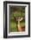 Male impala (Aepyceros melampus melampus), Moremi Game Reserve, Botswana, Africa-David Wall-Framed Photographic Print