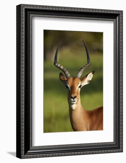 Male impala (Aepyceros melampus melampus), Moremi Game Reserve, Botswana, Africa-David Wall-Framed Photographic Print