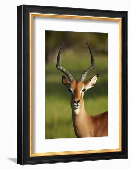 Male impala (Aepyceros melampus melampus), Moremi Game Reserve, Botswana, Africa-David Wall-Framed Photographic Print