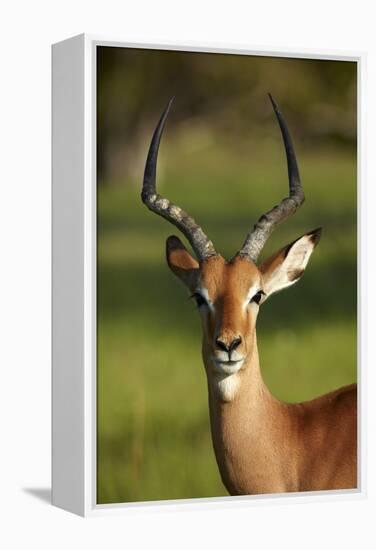 Male impala (Aepyceros melampus melampus), Moremi Game Reserve, Botswana, Africa-David Wall-Framed Premier Image Canvas