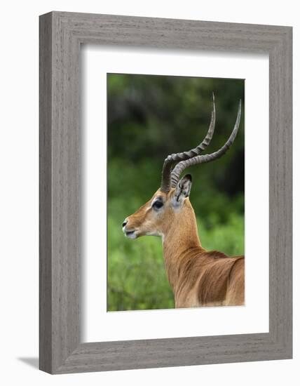 Male impala (Aepyceros melampus), Ndutu, Ngorongoro Conservation Area, Serengeti, Tanzania-Sergio Pitamitz-Framed Photographic Print