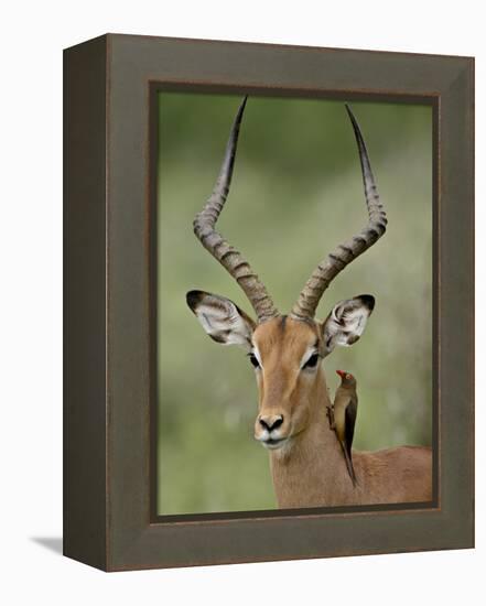Male Impala (Aepyceros Melampus) With a Red-Billed Oxpecker, Kruger National Park, South Africa-null-Framed Premier Image Canvas