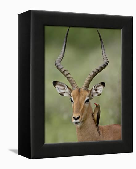 Male Impala (Aepyceros Melampus) With a Red-Billed Oxpecker, Kruger National Park, South Africa-null-Framed Premier Image Canvas