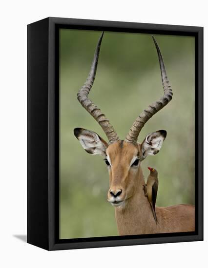 Male Impala (Aepyceros Melampus) With a Red-Billed Oxpecker, Kruger National Park, South Africa-null-Framed Premier Image Canvas
