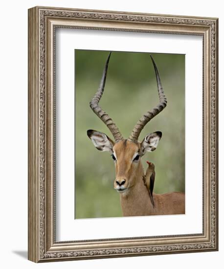 Male Impala (Aepyceros Melampus) With a Red-Billed Oxpecker, Kruger National Park, South Africa-null-Framed Premium Photographic Print