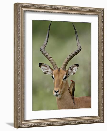 Male Impala (Aepyceros Melampus) With a Red-Billed Oxpecker, Kruger National Park, South Africa-null-Framed Photographic Print