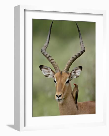 Male Impala (Aepyceros Melampus) With a Red-Billed Oxpecker, Kruger National Park, South Africa-null-Framed Photographic Print