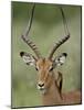 Male Impala (Aepyceros Melampus) With a Red-Billed Oxpecker, Kruger National Park, South Africa-null-Mounted Photographic Print