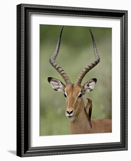 Male Impala (Aepyceros Melampus) With a Red-Billed Oxpecker, Kruger National Park, South Africa-null-Framed Photographic Print