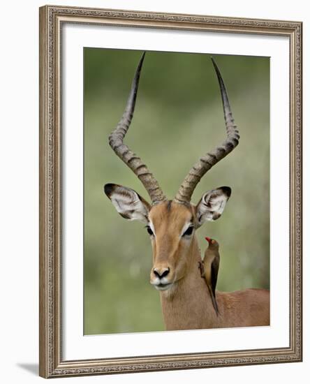 Male Impala (Aepyceros Melampus) With a Red-Billed Oxpecker, Kruger National Park, South Africa-null-Framed Photographic Print