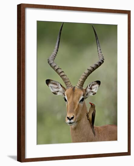 Male Impala (Aepyceros Melampus) With a Red-Billed Oxpecker, Kruger National Park, South Africa-null-Framed Photographic Print