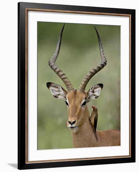 Male Impala (Aepyceros Melampus) With a Red-Billed Oxpecker, Kruger National Park, South Africa-null-Framed Photographic Print