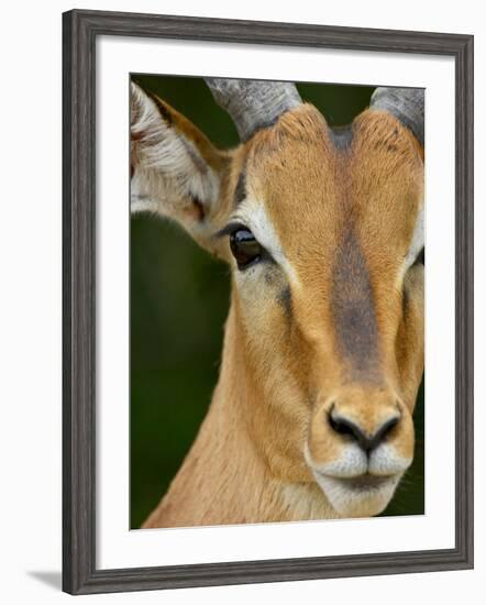 Male Impala, Kruger National Park, South Africa, Africa-James Hager-Framed Photographic Print