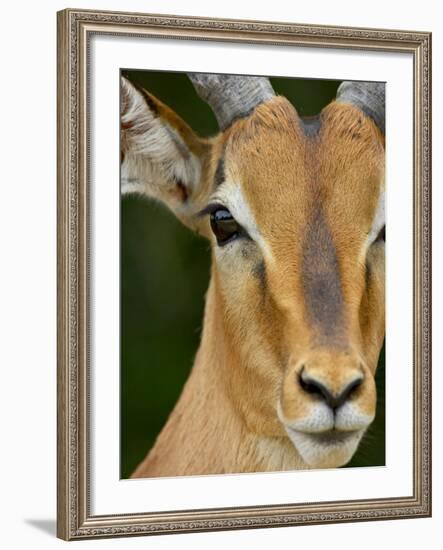 Male Impala, Kruger National Park, South Africa, Africa-James Hager-Framed Photographic Print