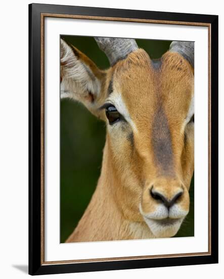 Male Impala, Kruger National Park, South Africa, Africa-James Hager-Framed Photographic Print