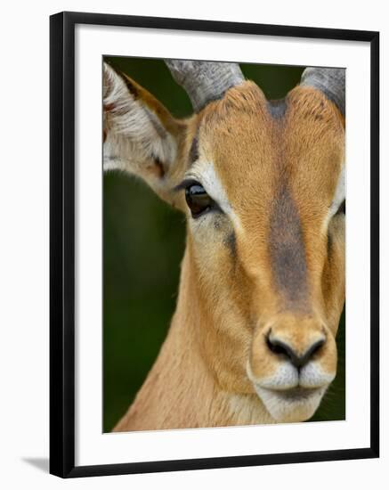 Male Impala, Kruger National Park, South Africa, Africa-James Hager-Framed Photographic Print