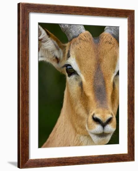 Male Impala, Kruger National Park, South Africa, Africa-James Hager-Framed Photographic Print