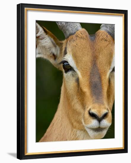 Male Impala, Kruger National Park, South Africa, Africa-James Hager-Framed Photographic Print