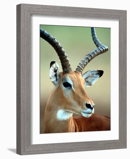 Male Impala with Curved Horns, Kenya-William Sutton-Framed Photographic Print