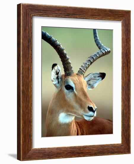 Male Impala with Curved Horns, Kenya-William Sutton-Framed Photographic Print