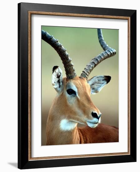 Male Impala with Curved Horns, Kenya-William Sutton-Framed Photographic Print