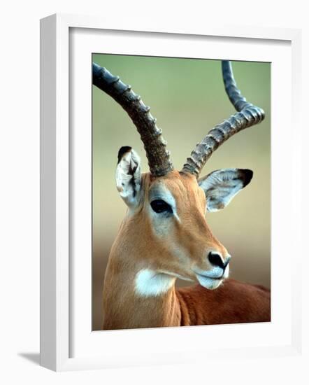 Male Impala with Curved Horns, Kenya-William Sutton-Framed Photographic Print