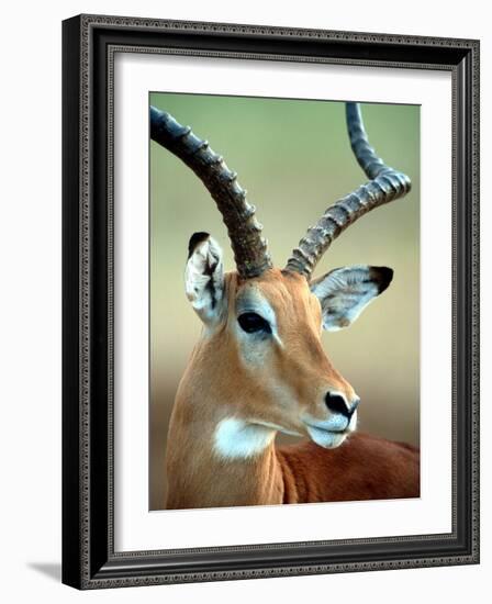 Male Impala with Curved Horns, Kenya-William Sutton-Framed Photographic Print