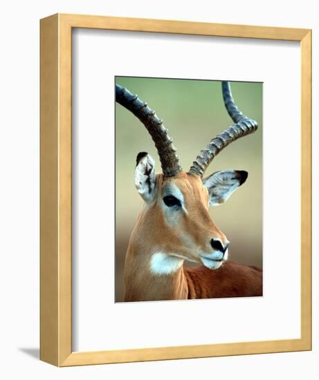 Male Impala with Curved Horns, Kenya-William Sutton-Framed Photographic Print