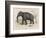 Male Indian Elephant-Victor Jean Adam-Framed Art Print