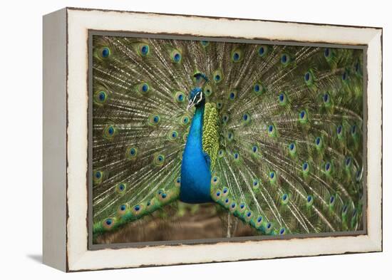 Male Indian Peacock in Costa Rica-null-Framed Premier Image Canvas