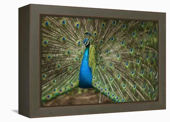 Male Indian Peacock in Costa Rica-null-Framed Premier Image Canvas