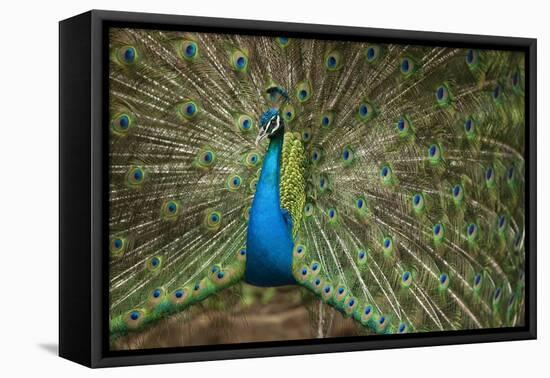 Male Indian Peacock in Costa Rica-null-Framed Premier Image Canvas