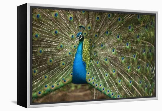 Male Indian Peacock in Costa Rica-null-Framed Premier Image Canvas