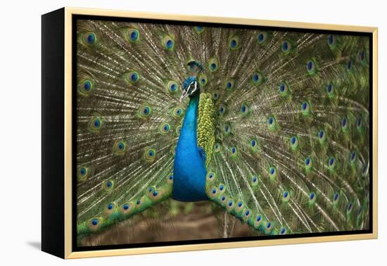 Male Indian Peacock in Costa Rica-null-Framed Premier Image Canvas